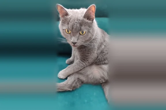 Пропала кошка, Бор, Западная, д. 19, Бор — кастрирован, 10 лет, домашний - photo