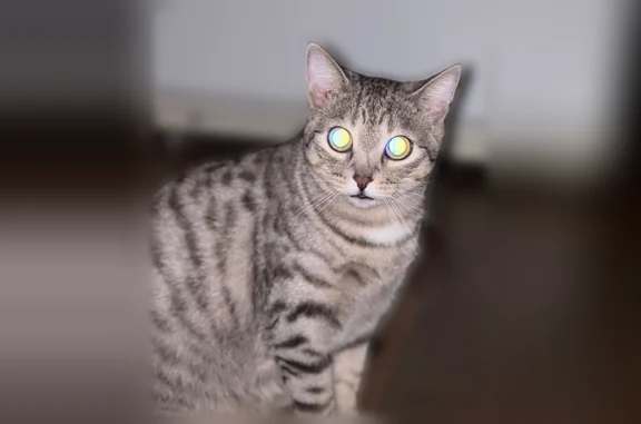 Кошки потеряшки, Пенза, фото: Потеряшка кошка, Ленинский район, Пенза — серенькая, зелёноглазая девочка