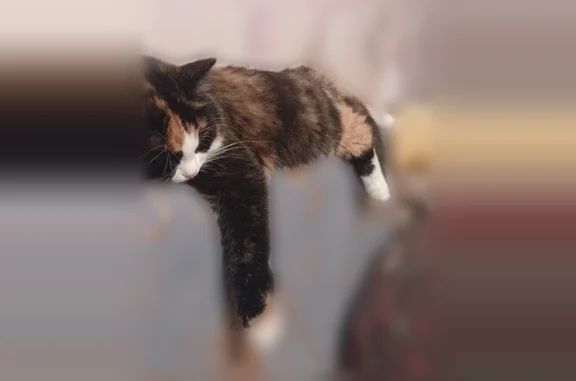 Пропала кошка, Портнягина, д. 24, Лесосибирск — кошка Люся, чёрно-коричневый окрас - photo