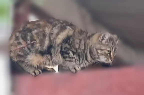Пропала кошка, Керчь, Старая Дача, Керчь — кошечка-подросток, табби, буква М на лбу - photo