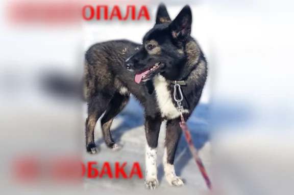 Пропала собака, Вологда — Блэк, чёрного цвета, с белой грудкой - photo