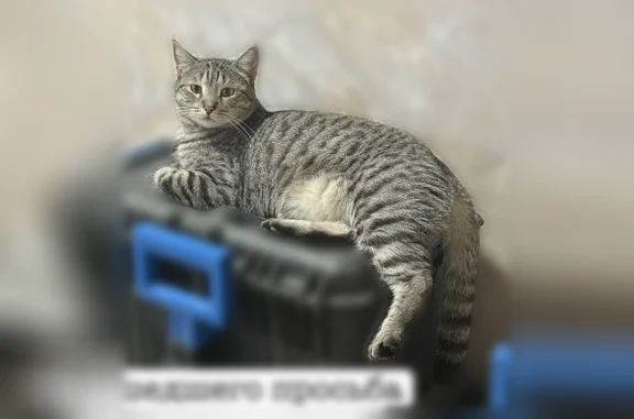 Пропала кошка, Красноярск, 9 Мая, д. 20, Красноярск — крупный кот, серый с белым - photo