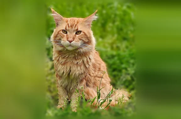 Пропала кошка, Канкошева, д. 76, Нальчик — рыжий мейн-кун - photo