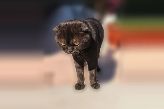 Найдена кошка, Сосновка, фото: Найдена кошка, Село Сосновка, Сосновка — домашний кот шотландской вислоухой породы