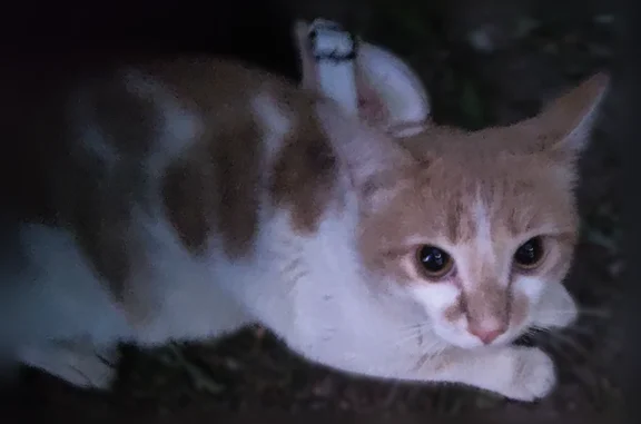 Найдена кошка, Новосибирск, фото: Найдена кошка, Район Ленинский (г Новосибирск), Немировича-Данченко, д. 167/2, Новосибирск — белая с рыжими пятнами, ласковая