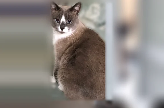Пропала кошка, Поселок Воротынск, им. И.Н.Кожедуба, Воротынск — сиамский кот Маркус - photo