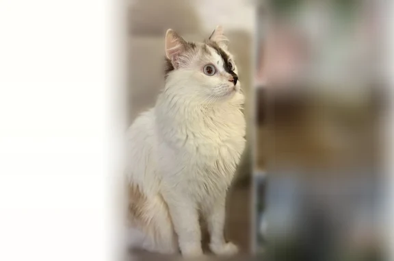 Пропала кошка, Кунгур, Бачурина, д. 15, Кунгур — светлая, с тёмным пятном на носу - photo