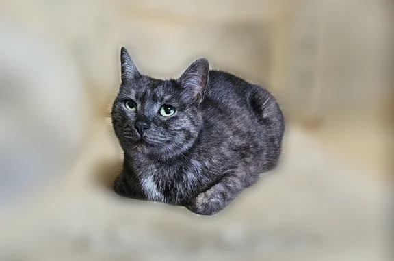 Найдена кошка, Альметьевск, фото: Найдена кошка, Строителей, д. 35, Альметьевск — кастрированная, приучена к лотку