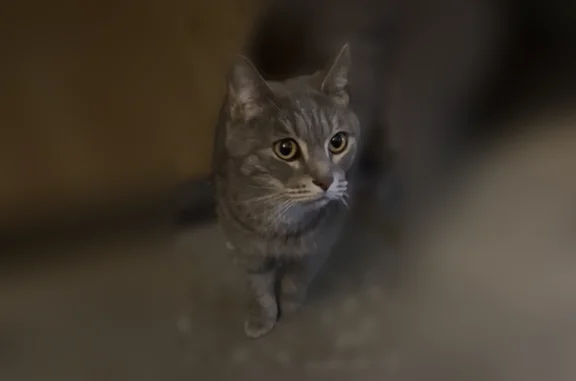 Найдена кошка, Уфа, фото: Найдена кошка, Менделеева, д. 122, Уфа — очень ласковая, будто домашняя