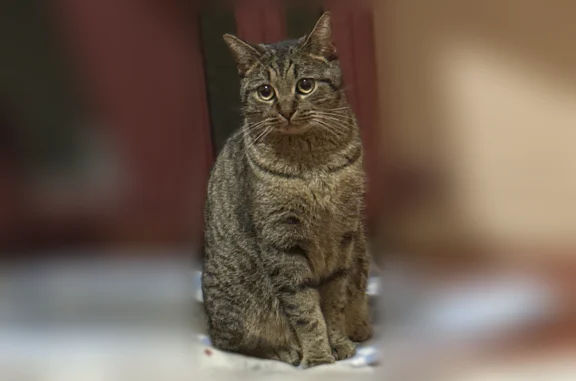 Пропала кошка, Район Центральный (г Норильск), Бегичева, д. 12, Норильск - photo