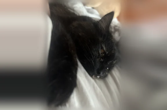 Пропала кошка, Барнаул, Павловский, д. 279, Барнаул — ласковая, но сначала будет бояться - photo
