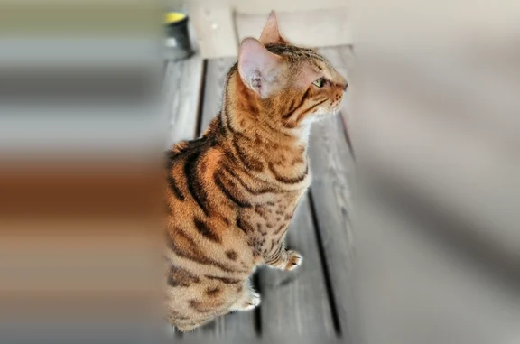 Найдена кошка, Тюмень, фото: Найдена кошка, Территория СНТ Незабудка (г Тюмень), 2-я Садовая, д. 138, Тюмень — ласковая, любит поговорить