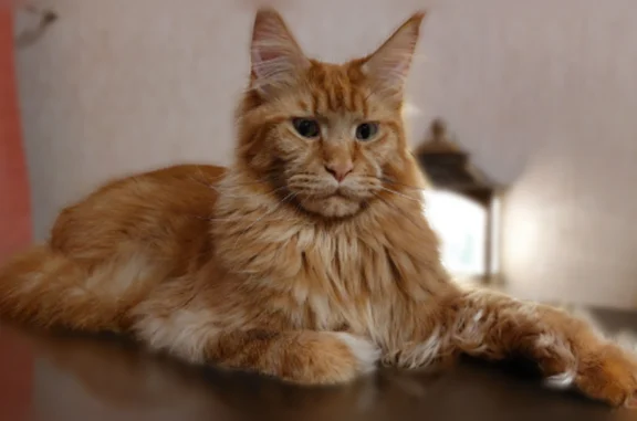 Пропала кошка, Ивантеевка — рыжий мейн-кун, 3 года, чипирована - photo