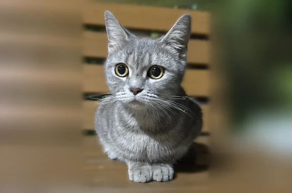Найдена кошка, Волгоград, фото: Найдена кошка, Волгоград, Казахская, Волгоград — ласковая, чистая, небольшая