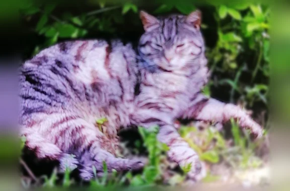 Найдена кошка, Воскресенск, фото: Найдена кошка, Воскресенск — милая, очень ласковая, стерилизованная
