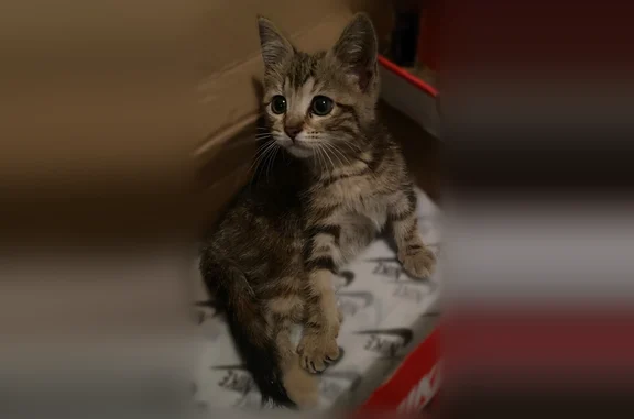 Найдена кошка, Ленточная, Ногинск — полосатая кошка, 1,5 месяца - photo
