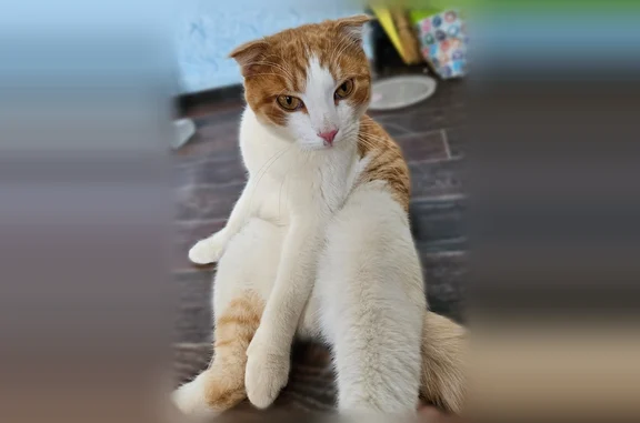 Найдена кошка, Тамбов, фото: Найдена кошка, ул. Рылеева, дома 49, 51, 47, Тамбов — рыжая, добрый котик