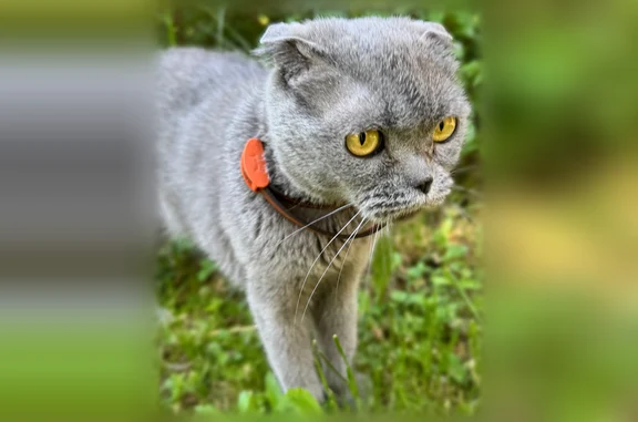 Найдена кошка, Зареченский, фото: Найдена кошка, Район Зареченский (г Тула), Октябрьская, д. 301А, Зареченский — серый окрас, жёлтые глаза, ошейник от блох