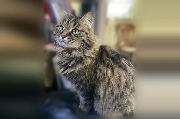Пропала кошка, Нижний Новгород, Даргомыжского, д. 13 — особенно пушистый, очень ласковый - photo