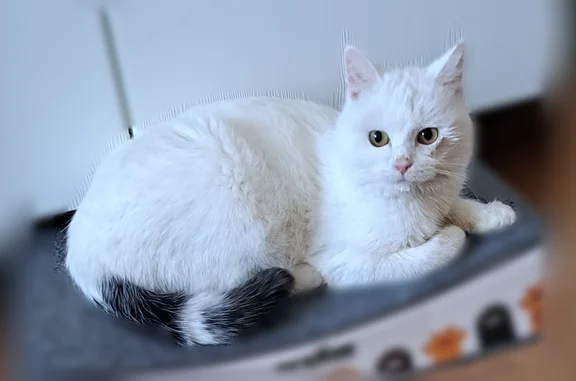 Кошки потеряшки, Уфа, фото: Потеряшка кошка, Уфа - кот 2-3 года, кастрирован