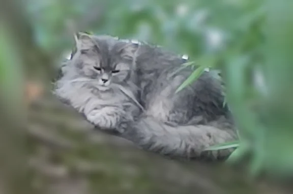Найдена кошка, Химки, фото: Найдена кошка, Химки, Юбилейный, д. 7, Химки — у пруда, на ивах, выглядит как домашняя