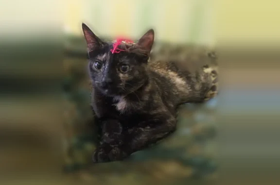 Пропала кошка, Тверь, Октябрьский, д. 95к1 — откликается на имя Шмоня - photo