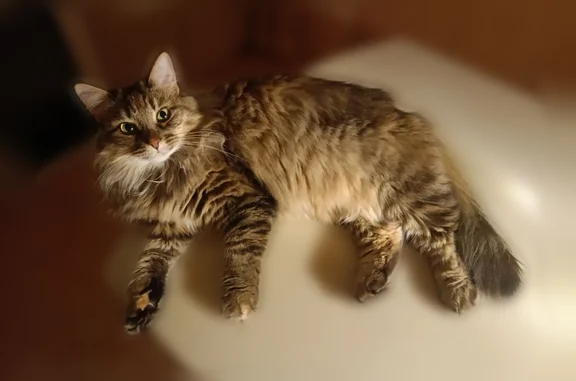 Пропала кошка, Гаугеля, Нижний Новгород — очень пушистая, домашняя - photo