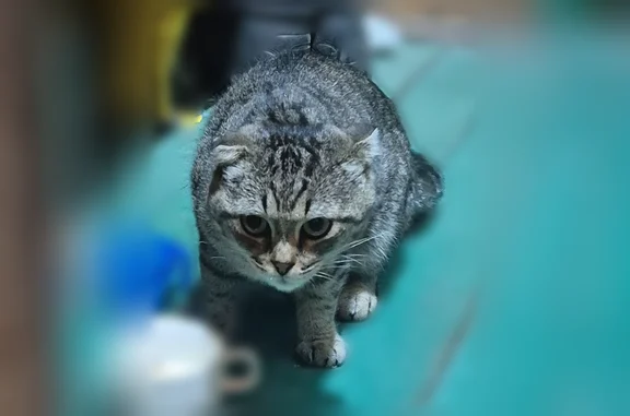 Найдена кошка, Ярославль, фото: Найдена кошка, Ньютона, Ярославль — вислоухая, домашняя