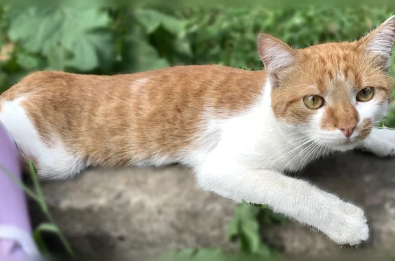 Найдена кошка, Тверь, фото: Найдена кошка, Двор Пролетарки, Тверь — рыжая, ласковая, с раной на шее