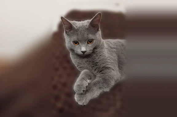 Пропала кошка, Шахты — серого цвета - photo