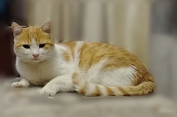 Кошки потеряшки, Нижнеудинск, фото: Потеряшка кошка, Село Березовка, Нижнеудинск — рыжик, сорвался с ошейника и убежал в лес