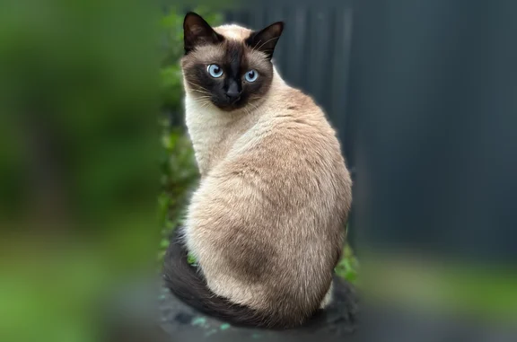 Кошки потеряшки, Ермаково, фото: Потеряшка кошка, Поселок Ермаково, Строителей, д. 7, Ермаково — сиамец, кастрирован