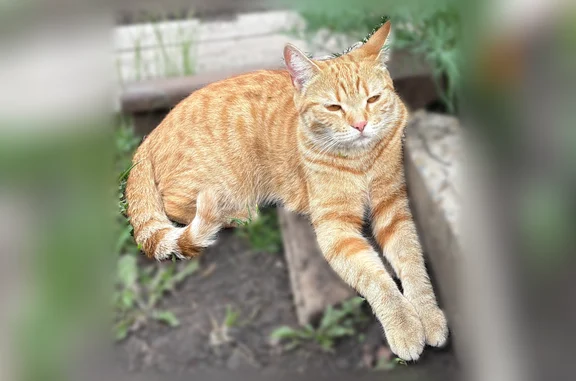 Пропала кошка, Бородино, Советская, Бородино — рыжая в полоску - photo
