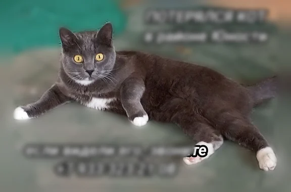 Пропала кошка, Ужур, Юности, д. 3 — серый окрас, жёлтые глаза - photo