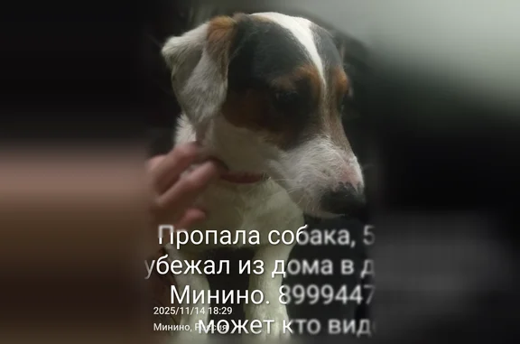 Пропала собака, Деревня Минино (г Красноярск), Совхозная, Минино — трёхцветная, в розовом текстильном ошейнике - photo