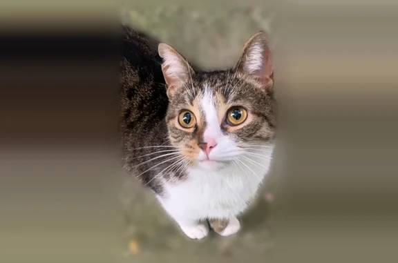 Найдена кошка, Ставрополь, фото: Найдена кошка, Ставрополь — стерилизована, с меткой на ухе, ласковая