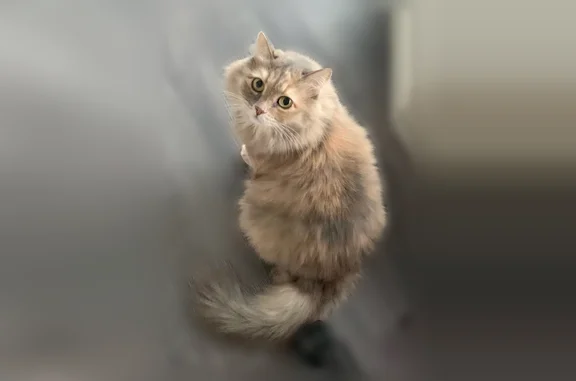 Пропала кошка, Ивана Черных, д. 3, Томск — взрослaя, живот выбрит - photo
