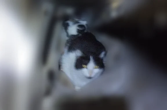 Объявления о пропавших и найденных животных, , фото: Найдена кошка, Поселок Ферма, Железнодорожная, д. 20 — чёрно-белая, молодая