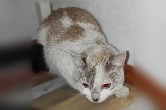 Найдена кошка, Октябрьский Городок, фото: Найдена кошка, Пенза, Ладожская, д. 9А, Октябрьский Городок — пятнистая, около года