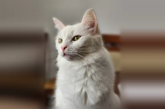 Пропала кошка, Санкт-Петербург, Костюшко, д. 86 — белая, длинная шерсть, тёмное пятно на голове - photo