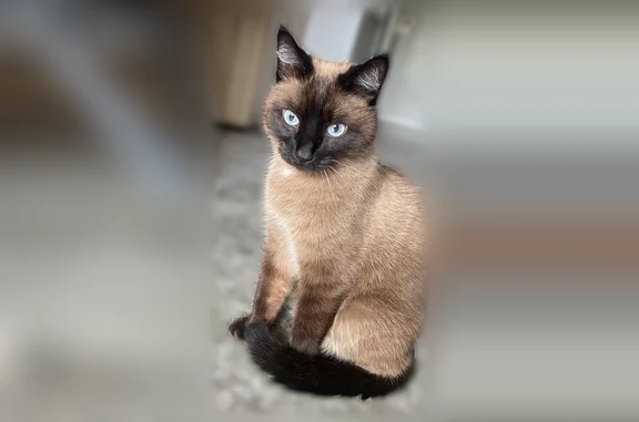Пропала кошка, Оренбург, Тупой — кот Мотя, домашний и спокойный - photo