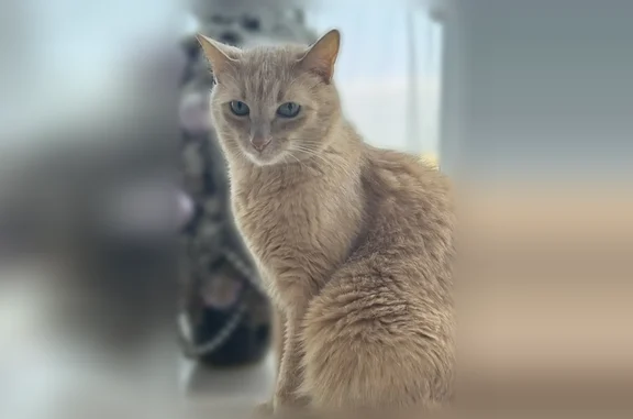 Пропала кошка, Ленина, д. 21, Касимов — рыжий кот со сломанными клыками - photo
