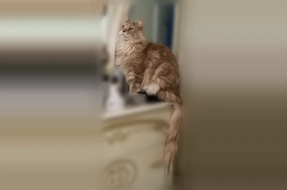 Кошки потеряшки, Софрино, фото: Потеряшка кошка, Поселок городского типа Софрино (г Пушкино), Софрино — мейкун, рыжий взрослый кот