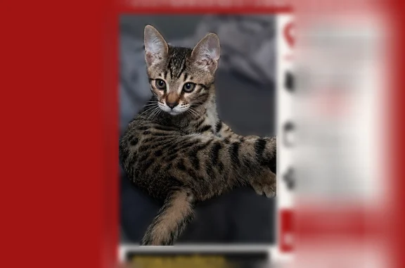 Пропала кошка, Липецк, Вермишева, д. 18/2, Липецк — котёнок, наполовину бенгал, с пятнами на животе и боках - photo