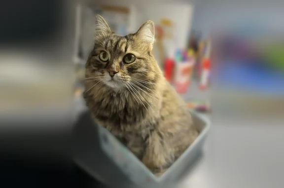 Пропала кошка, им.генерал-лейтенанта Рудченко М.М., д. 13, Энгельс — небольшая пушистая ласковая кошка - photo