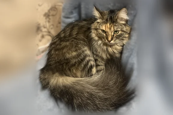 Пропала кошка, Ленина, д. 3, Жуков - photo