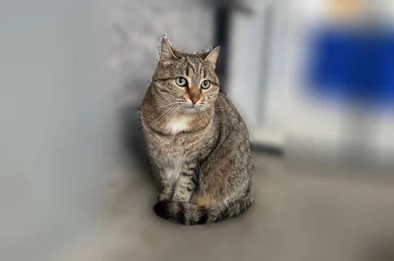 Найдена кошка, Учалы, фото: Найдена кошка, Учалы, Мира, Учалы — ручная, ласковая, стерилизована