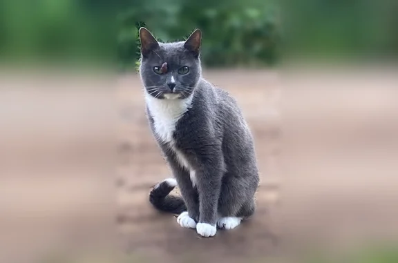 Пропала кошка, Район Ленинский (г Нижний Новгород), Херсонская, д. 18, Нижний Новгород — серо-белая, с белой грудью, хромает - photo