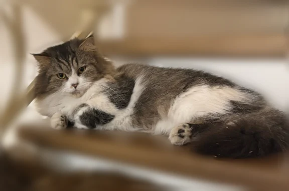 Пропала кошка, Пожарная, Тверь — Пушок, не кастрированный, около 2 лет - photo