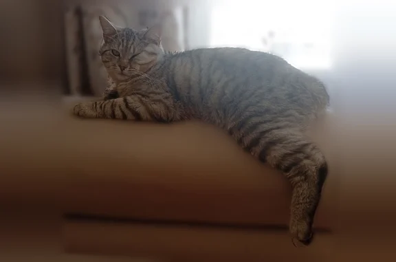 Пропала кошка, Аша, Советская, Аша — очень добрый ручной кот, откликается на кличку Кокос - photo